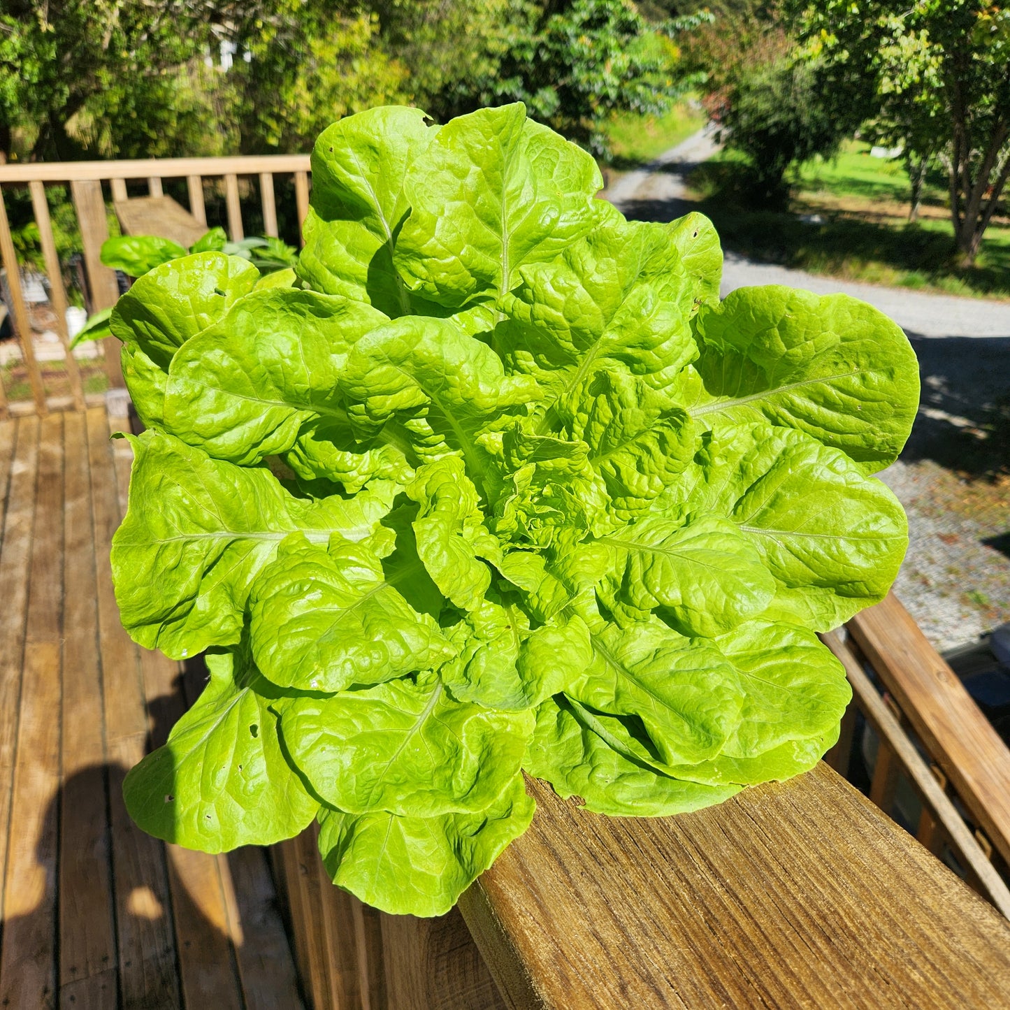 Buttercrunch Lettuce
