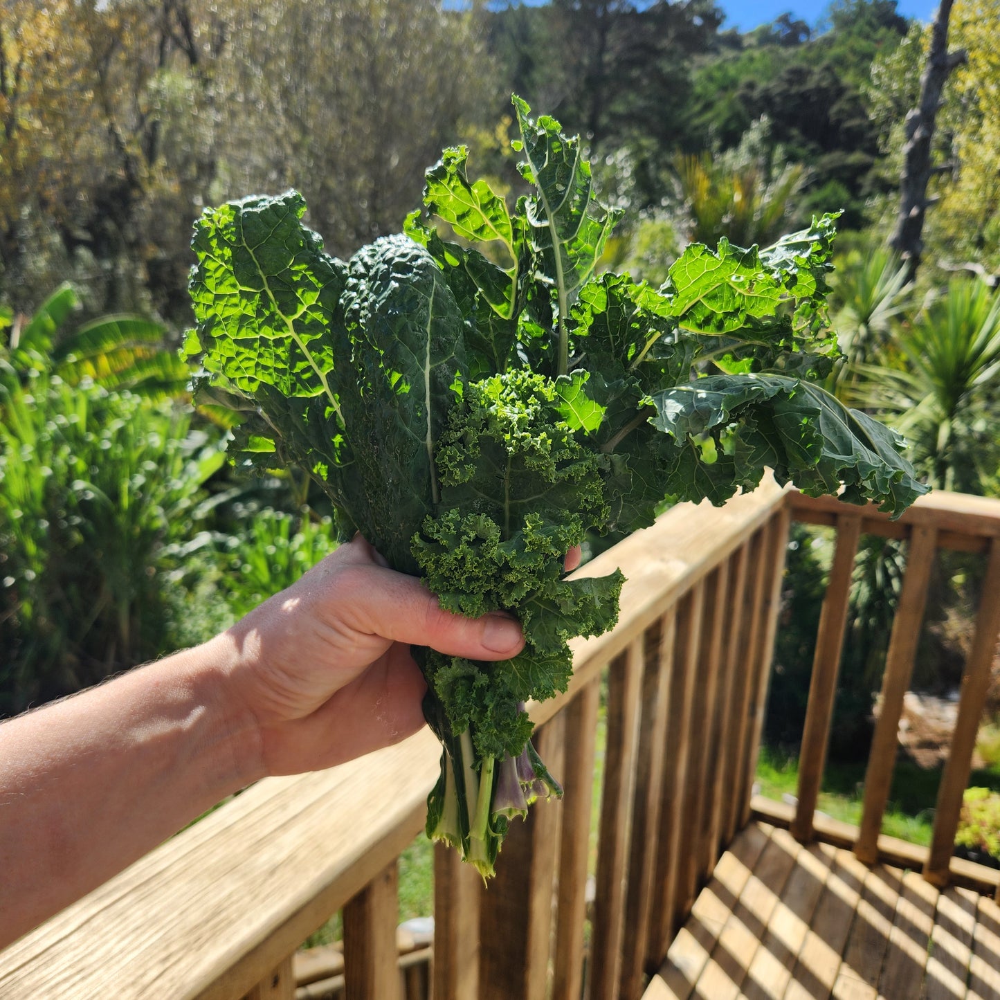 Kale