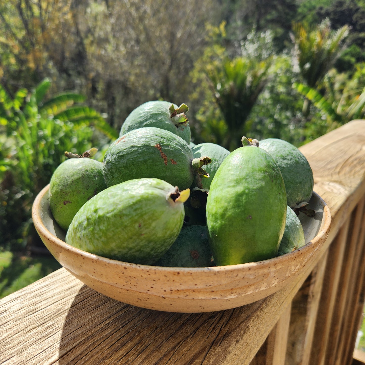 Feijoas (A Grade)