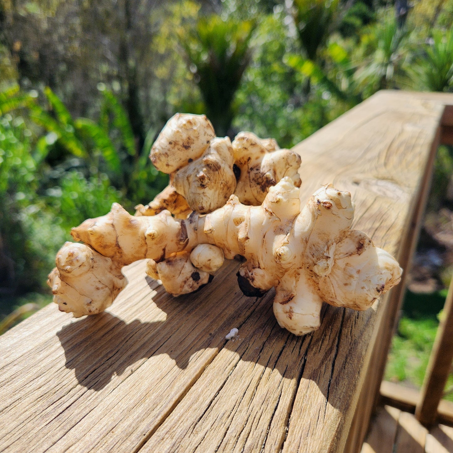 Jerusalem Artichokes (Sunchokes)