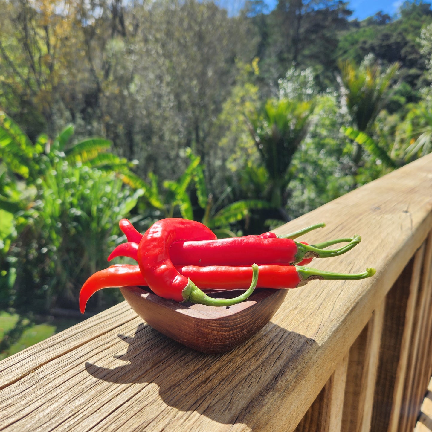 Chili (Asian Fire)